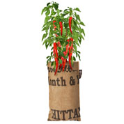 Kit de Cultura para Suspender - Pimento
